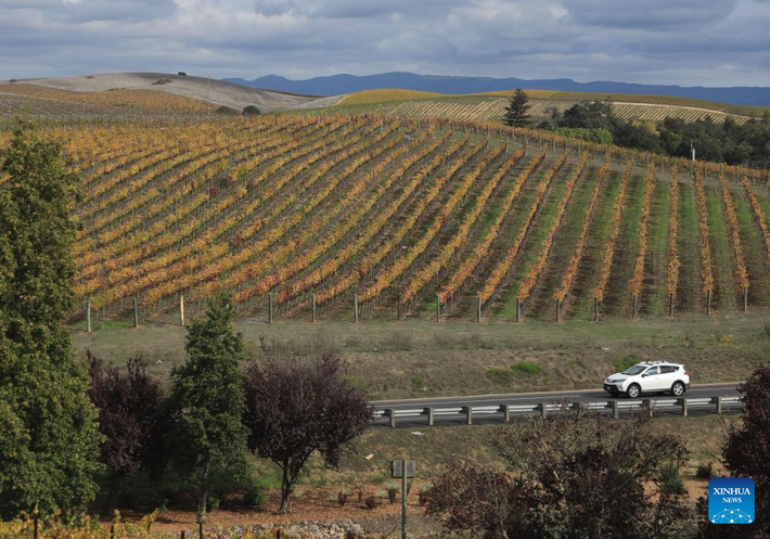 Napa thu hút du khách với những vườn nho trải dài, các nhà máy rượu vang, nhà hàng cao cấp và phong cảnh thiên nhiên tuyệt đẹp.