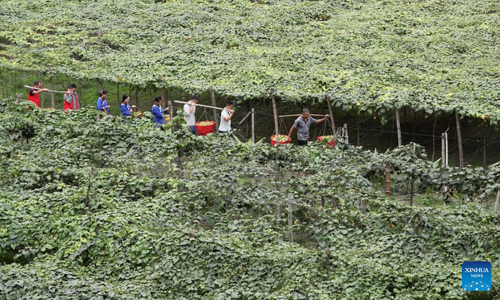 Trung Quốc đã bước vào mùa thu hoạch cao điểm. Ảnh: Người dân vận chuyển trái cây tại thị trấn Trung Thành, huyện Dung Giang, Châu tự trị dân tộc Miêu và Đồng Kiềm Đông Nam, tỉnh Quý Châu, Trung Quốc, ngày 14/10/2025. (Nguồn ảnh: Tân Hoa Xã)