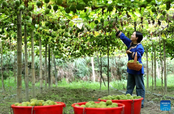 Một người dân làng hái trái cây tại thị trấn Trung Thành, Châu tự trị dân tộc Miêu và Đồng Kiềm Đông Nam, tỉnh Quý Châu, tây nam Trung Quốc, ngày 14/10.