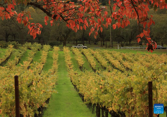 Thung lũng Napa ở California cũng là một vùng sản xuất rượu vang nổi tiếng thế giới.