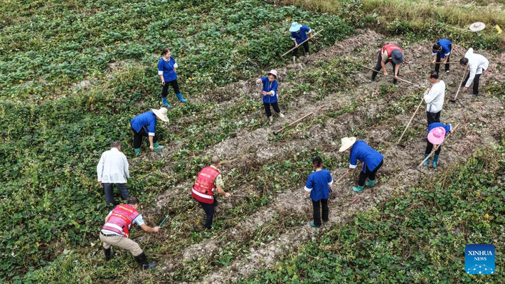 Ảnh chụp từ trên cao cho thấy dân làng đang thu hoạch khoai lang ở làng Gaoxiu, Khu tự trị dân tộc Choang Quảng Tây, miền nam Trung Quốc, ngày 15/10.