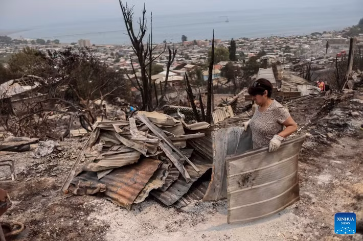 Cảnh sát Chile đang mở cuộc điều tra nguyên nhân vụ cháy rừng. Ảnh: Xinhua.