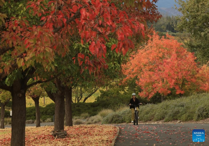 Mùa thu ở thung lũng Napa mang vẻ đẹp ấn tượng, thu hút đông đảo du khách. Ảnh: Một phụ nữ đạp xe tại thung lũng Napa ngày 4/11/2025. (Nguồn ảnh: Xinhua News)