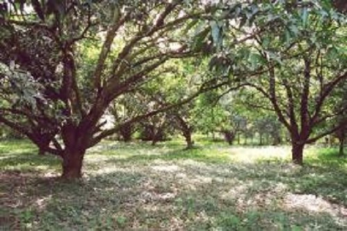 Xoài là cây quốc mộc của Bangladesh. Bangladesh đã công bố chọn cây xoài làm quốc mộc lần đầu tiên vào năm 2010. Ảnh: bdnews24.com.