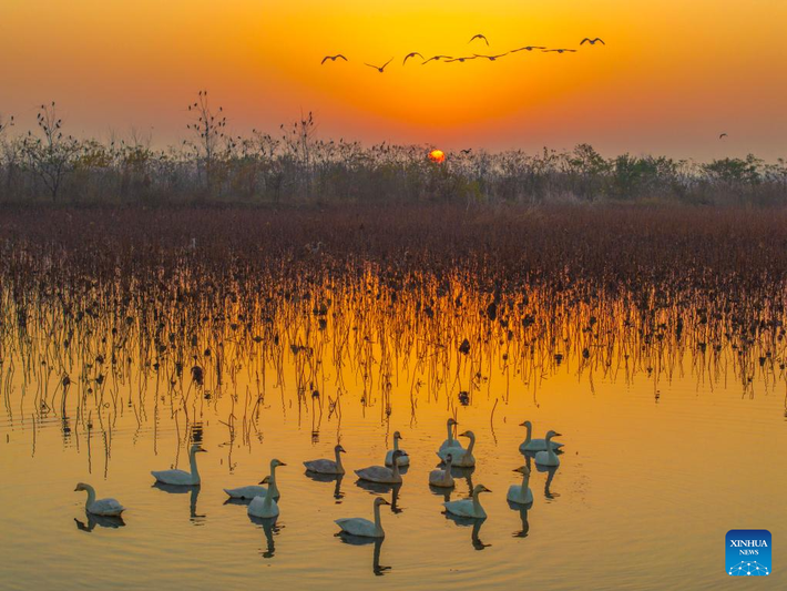 Một bức ảnh chụp bằng máy bay không người lái ghi lại cảnh đàn chim đang kiếm ăn ở vùng đất ngập nước ở Hưng Hóa, tỉnh Giang Tô, miền đông Trung Quốc, trong một ngày mùa đông yên bình.