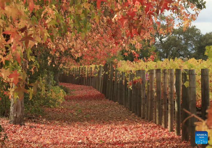 Cả thung lũng chuyển mình trong sắc vàng và đỏ rực rỡ của lá cây.