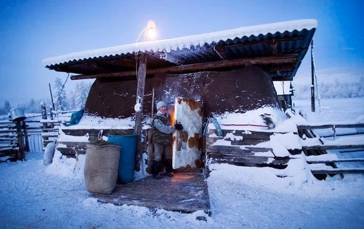 Người nông dân Nicholai Petrovich đã xây một chuồng bò để bảo vệ đàn bò của ông khỏi bị chết cóng. Ảnh: Smithsonian.