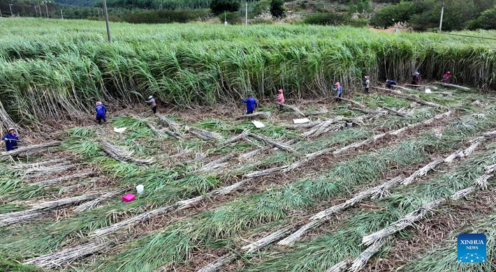 Những người nông dân đang thu hoạch mía ở huyện Liễu Thành, thành phố Liễu Châu, Khu tự trị dân tộc Choang Quảng Tây, miền nam Trung Quốc.