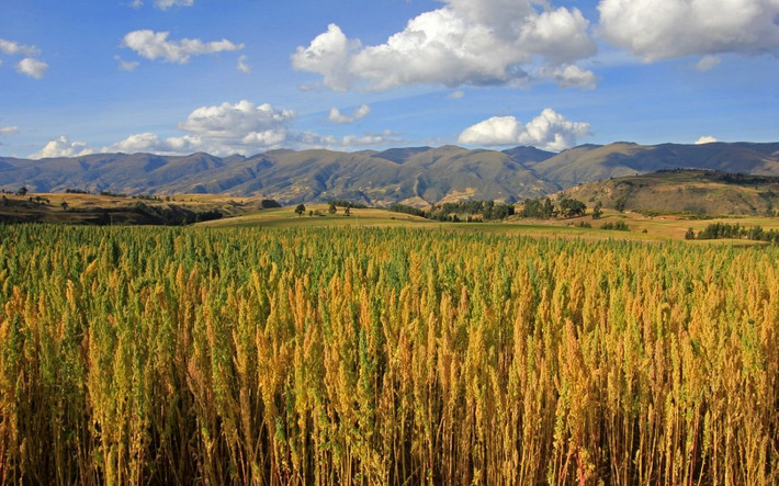 Peru là quốc gia sản xuất quinoa (diêm mạch) hàng đầu thế giới. Ảnh: Peru-Travels.
