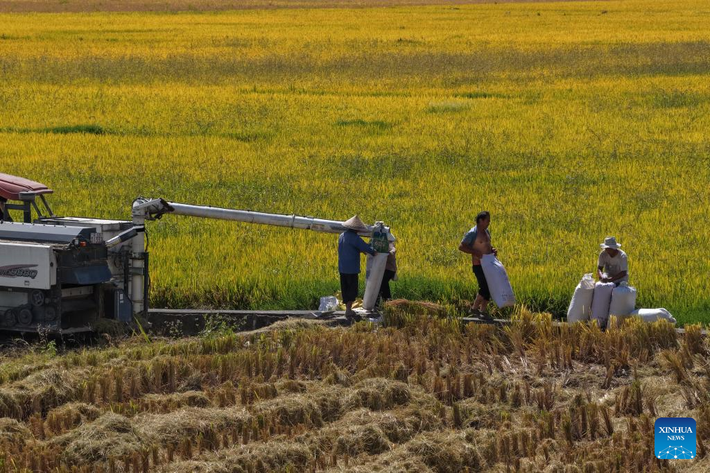 Những người nông dân thu hoạch lúa trên một cánh đồng ở thị trấn Heshun, thành phố Tengchong, tỉnh Vân Nam, tây nam Trung Quốc, ngày 15/10.
