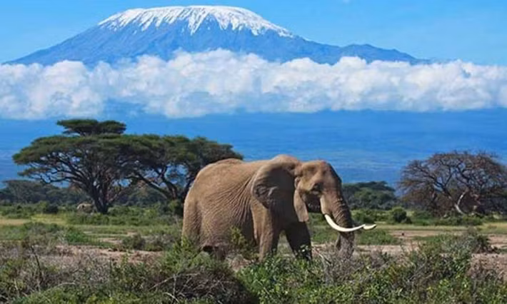 Núi Kilimanjaro ở Tanzania với đỉnh núi phủ tuyết "lấp lánh" trên những đám mây. Suốt nhiều năm, đỉnh núi băng giá này tượng trưng cho sự hùng vĩ của Châu Phi.