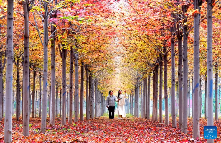 Hai cô gái thưởng ngoạn cảnh sắc mùa thu tại một danh lam thắng cảnh ở thành phố Hàm Đan, tỉnh Hà Bắc, miền bắc Trung Quốc, ngày 22/10.