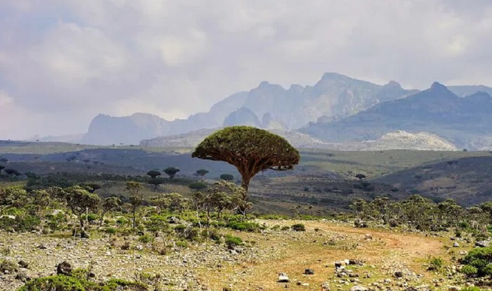Socotra là một hòn đảo biệt lập của Yemen. Socotra nổi tiếng với hệ thực vật đặc hữu đa dạng bậc nhất thế giới và những cảnh quan độc đáo.