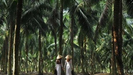 Du xuân ‘xứ dừa’: Những điểm đến hấp dẫn không thể bỏ qua