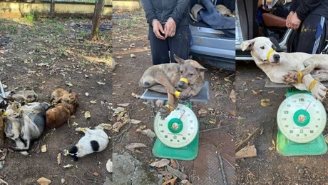 Bắt quả tang nhóm đối tượng trộm chó tại xã Bom Bo