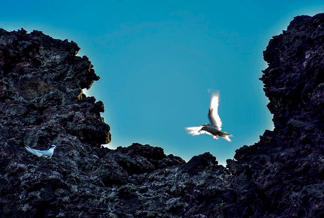 Trên cạn, có 53 loài động vật quý hiếm được sách đỏ Việt Nam ghi nhận ở các bậc khác nhau, trong đó có 30 loài trong sách đỏ Việt Nam và 71 loài trong danh sách đỏ của Liên minh bảo tồn thiên nhiên quốc tế.