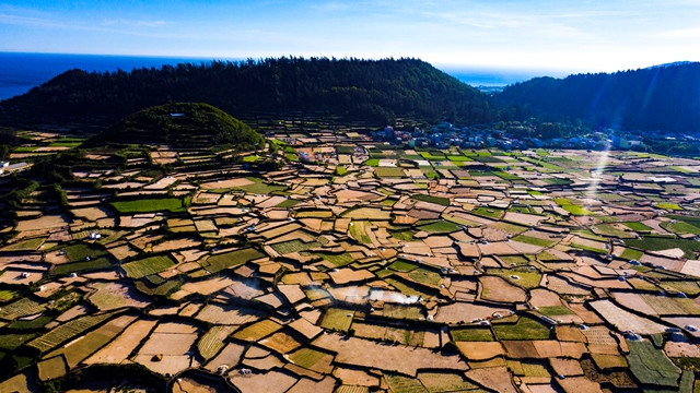 Rừng tự nhiên khu vực Công viên địa chất Lý Sơn – Sa Huỳnh có nhiều loài cây gỗ, cây đặc sản rừng quý như sến, chò, giổi, lim, táu, trắc, kiền, sa nhân, hà thủ ô, gừng gió, quế, lan kim tuyến, lan đá…