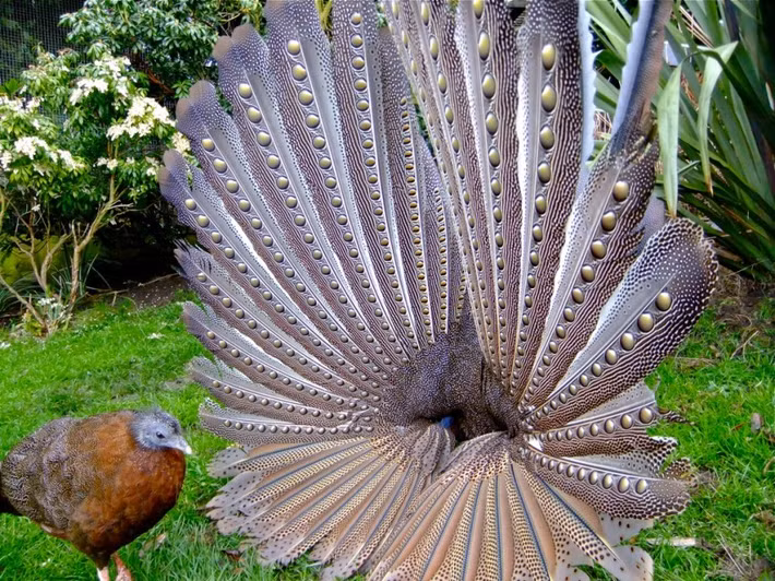 Trĩ sao có đuôi thuôn và rộng bản với 12 lông vũ dài gần tới 2 m. Vì thế chúng được coi là loài có lông vũ dài nhất trong số các loài chim sống hoang dã trong một thời gian dài.