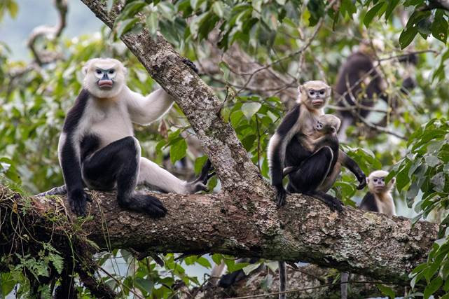 Hệ động vật trên núi đá vôi của cao nguyên đá Đồng Văn có tới 171 loài trong 73 họ và 24 bộ, trong đó có 27 loài gồm 17 loài thú, 2 loài chim và 8 loài bò sát là những động vật quý hiếm được ghi trong Sách đỏ Việt Nam.