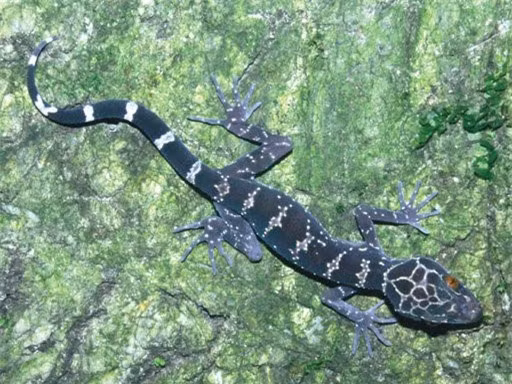 Thằn lằn núi Bà Đen hay thằn lằn ba sọc hoặc thằn lằn vạch -Cyrtodactylus badenensis: Loài này được phát hiện ở núi Bà Đen, tỉnh Tây Ninh năm 2006. Loài này là một món ăn đặc sản của Tây Ninh và được đồn đại là có thể chữa nhiều bệnh trong đó có bệnh ung thư.