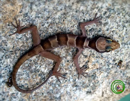 Thằn lằn chân ngón Hòn Tre - Cyrtodactylus hontreensis: Loài này được mô tả khoa học đầu tiên năm 2008. Đây là loài đặc hữu của hòn Tre thuộc tỉnh Kiên Giang, Việt Nam.