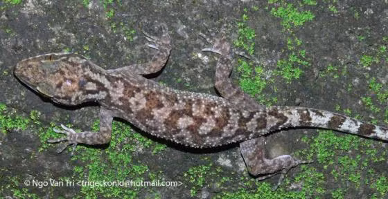 Loài này kiếm ăn đêm thường sống trên các tảng đá ở khu vực ven suối và trên các cây to ở rừng thường xanh từ 100 cho đến 1400m. Thức ăn là những loài côn trùng sống trong khu vực.