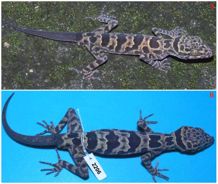  Thằn lằn chân ngón Cúc Phương - Cyrtodactylus cucphuongensis: Loài đặc hữu này được các nhà học phát hiện tại vườn quốc gia Cúc Phương và công bố vào ngày 9/12/ 2011.