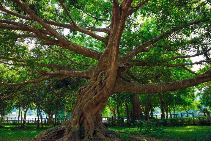 Nơi đây cũng phát hiện được 118 loài quý hiếm, 11 loài đặc hữu, 433 loài cây thuốc, 229 loài cây ăn được, 240 loài có thể dùng làm thuốc nhuộm...
