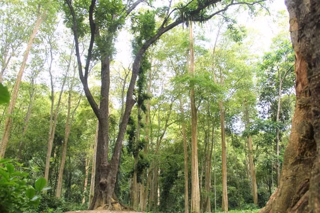 Vườn quốc gia Pù Mát hiện có diện tích rừng tự nhiên 194.000 ha, trong đó vùng lõi có diện tích 94.000 ha và vùng đệm 100.000ha. Đỉnh Pù Mát cao 1.840 m, quanh năm mây phủ.