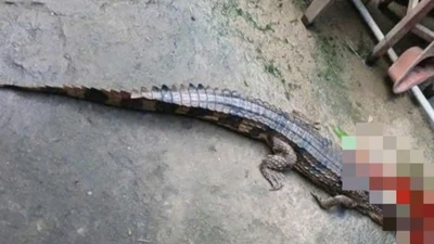 Tây Ninh: Nuôi cá sấu trái phép, một người dân bị phạt 315 triệu đồng