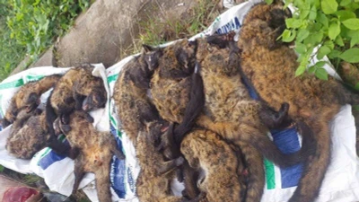 Phát hiện xe khách chở lượng lớn thịt nghi động vật hoang dã qua hầm Hải Vân