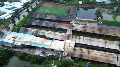 Tây Ninh: Sẽ chấm dứt hoạt động trại gà gây ô nhiễm trước tháng 5/2026