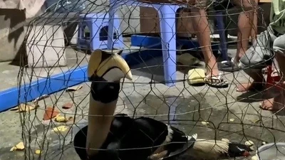 Phát hiện thêm chim lớn nghi hồng hoàng tại xã Xuân Thới Sơn