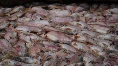 Cá diêu hồng chết bất thường ở Cần Thơ, người nuôi thiệt hại lớn