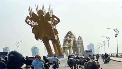 Hoảng hốt cảnh đàn trâu chạy rông trên cầu Rồng