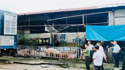 Phát hiện 88 con heo chứa chất tạo nạc bị cấm, Đồng Nai xử lý nghiêm