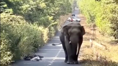 Clip voi “ngà lệch” xuất hiện trên đường ở Đồng Nai lan truyền mạng xã hội