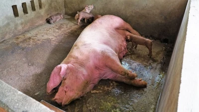 Tây Ninh: Phát hiện nhiều ổ dịch tả lợn châu Phi, gần 1,5 tấn lợn bị tiêu hủy