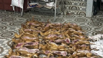 Đà Nẵng: Kiểm tra cơ sở giết mổ chó, phát hiện tàng trữ pháo hoa nổ