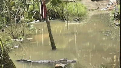 Người dân Cần Thơ hoang mang vì phát hiện cá sấu trong sân vườn