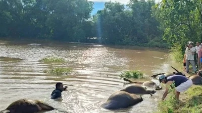 Đắk Lắk: 23 con trâu bị nước lũ cuốn sau bão số 13