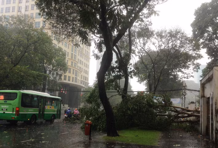 Một cây xanh trên đường Lê Quẩn (quận 1) ngã đổ.