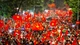 'Chốt' phương án nghỉ Tết âm lịch Bính Ngọ và Quốc khánh năm 2026