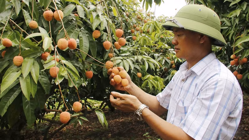 Bắc Ninh công nhận 15 vườn vải đẹp năm 2026