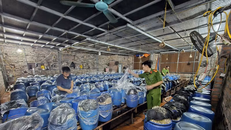 Khởi tố 3 đối tượng sử dụng chất cấm để sản xuất gần 1.000 tấn giá đỗ