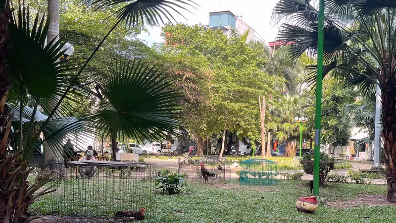 Biến vườn hoa công cộng thành nơi nhốt gà, kinh doanh ở Đống Đa