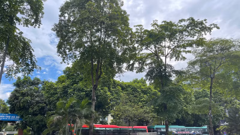 Lấn chiếm lòng đường, vỉa hè Nguyễn Hoàng làm nơi đỗ ô tô