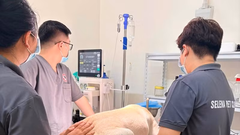 Thú cưng tử vong sau phẫu thuật, phòng khám nhận ‘bão’ 1 sao