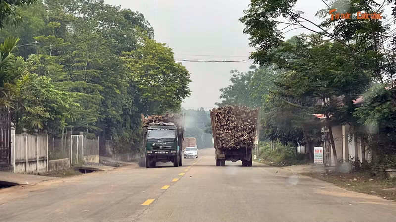 Xe tải chở gỗ quá khổ, quá tải băng băng trên đường ở Phú Thọ