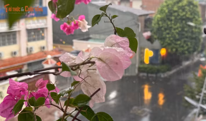"Mưa vàng" thật sự làm người dân vô cùng phấn khởi sau những ngày chịu trận đợt nắng nóng kinh khủng.